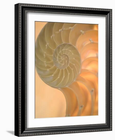 Shells 2-Doug Chinnery-Framed Photographic Print