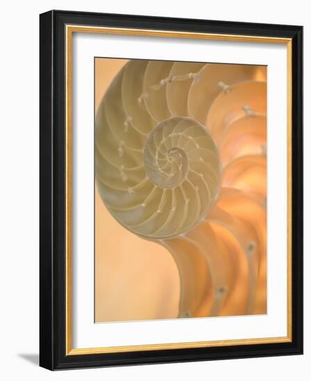 Shells 2-Doug Chinnery-Framed Photographic Print