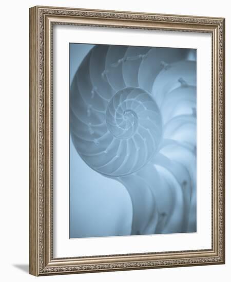 Shells 3-Doug Chinnery-Framed Photographic Print