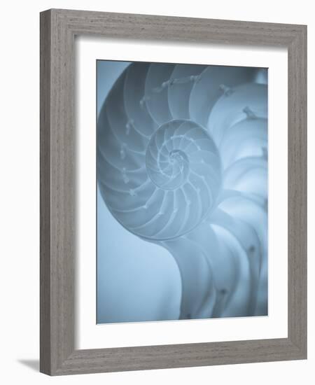 Shells 3-Doug Chinnery-Framed Photographic Print