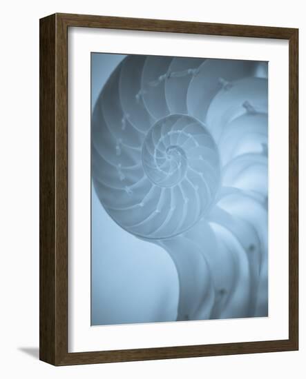 Shells 3-Doug Chinnery-Framed Photographic Print