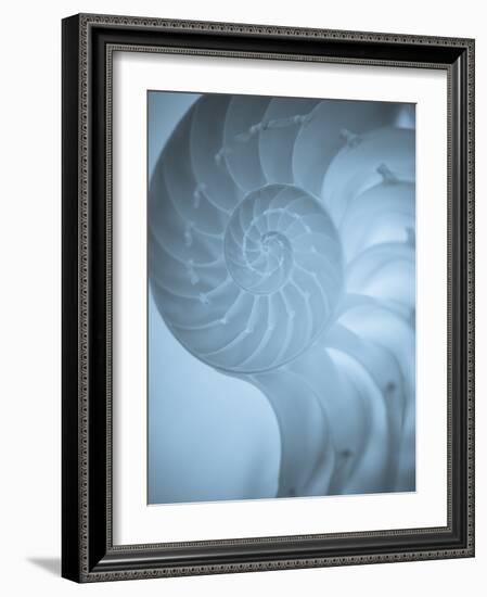 Shells 3-Doug Chinnery-Framed Photographic Print