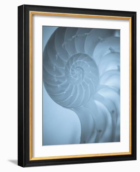 Shells 3-Doug Chinnery-Framed Photographic Print