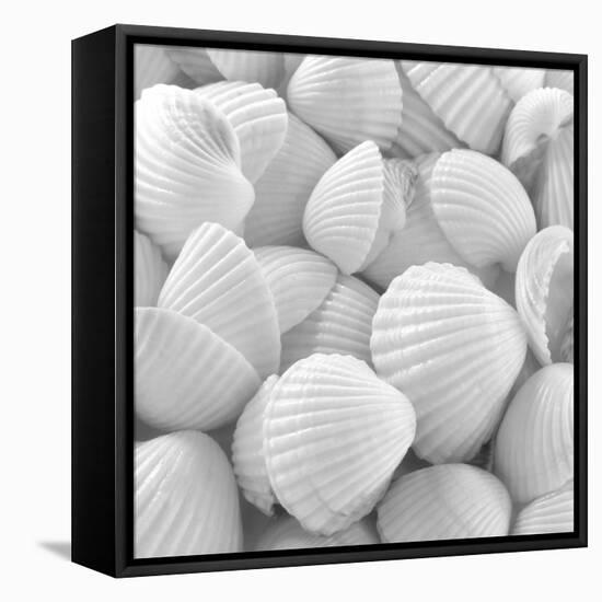 Shells 3-Unknown Unknown-Framed Stretched Canvas