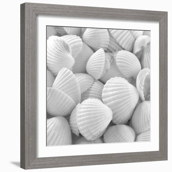 Shells 3-Unknown Unknown-Framed Art Print