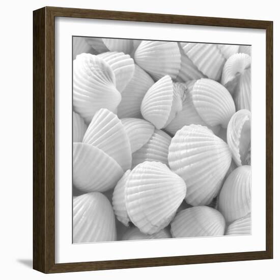 Shells 3-Unknown Unknown-Framed Art Print