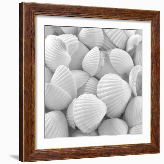 Shells 3-Unknown Unknown-Framed Art Print