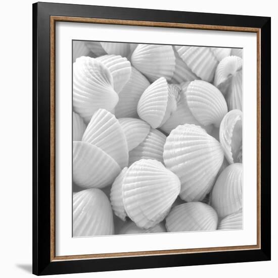 Shells 3-Unknown Unknown-Framed Art Print