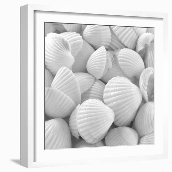 Shells 3-Unknown Unknown-Framed Art Print