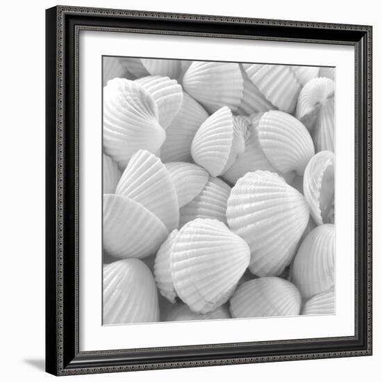 Shells 3-Unknown Unknown-Framed Art Print