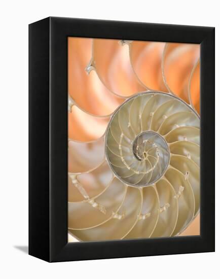 Shells 4-Doug Chinnery-Framed Premier Image Canvas