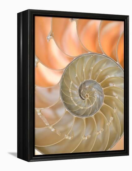 Shells 4-Doug Chinnery-Framed Premier Image Canvas