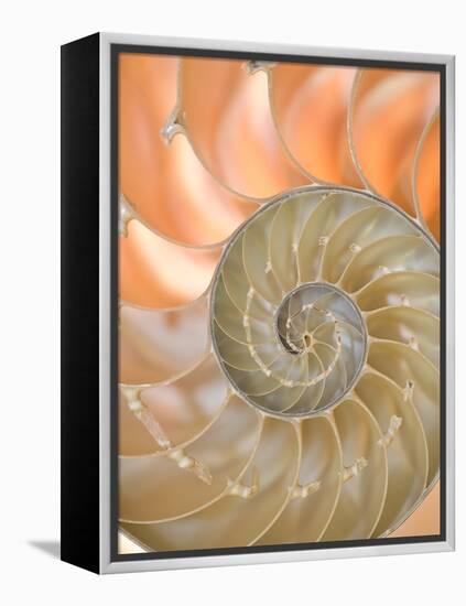 Shells 4-Doug Chinnery-Framed Premier Image Canvas