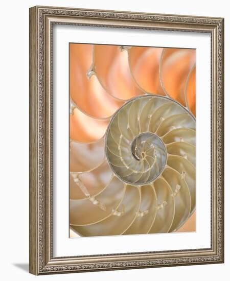 Shells 4-Doug Chinnery-Framed Photographic Print