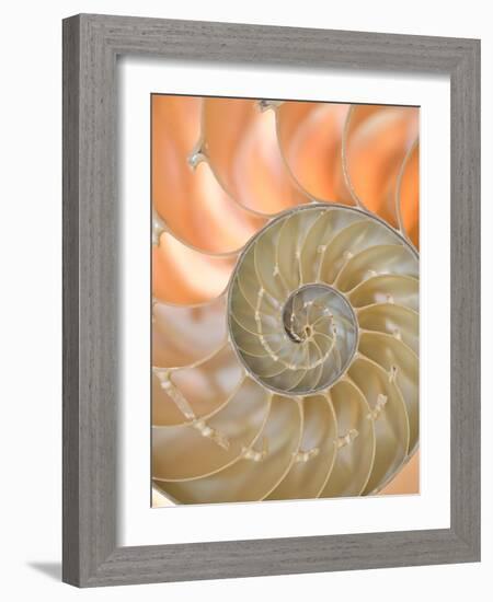 Shells 4-Doug Chinnery-Framed Photographic Print