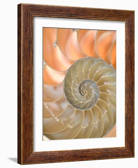 Shells 4-Doug Chinnery-Framed Photographic Print