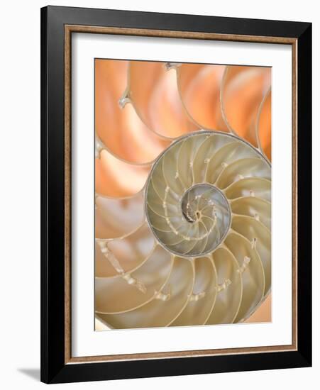 Shells 4-Doug Chinnery-Framed Photographic Print