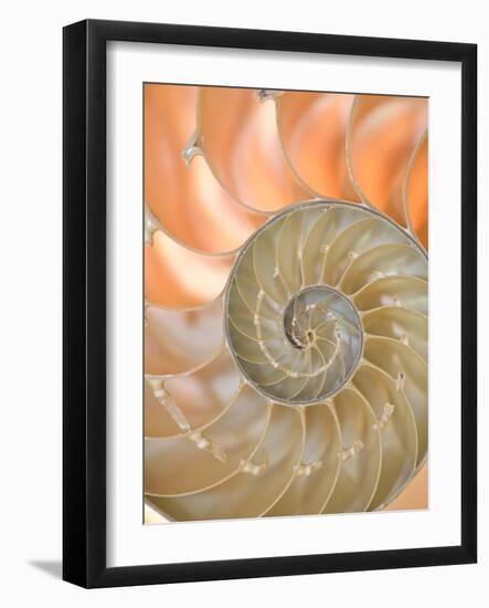 Shells 4-Doug Chinnery-Framed Photographic Print