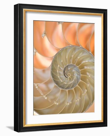 Shells 4-Doug Chinnery-Framed Photographic Print