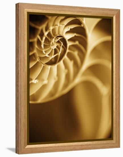 Shells 5-Doug Chinnery-Framed Premier Image Canvas