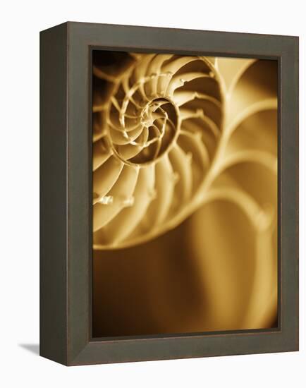 Shells 5-Doug Chinnery-Framed Premier Image Canvas