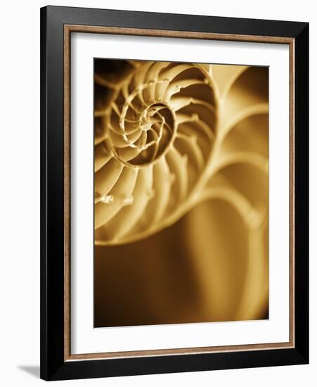 Shells 5-Doug Chinnery-Framed Photographic Print