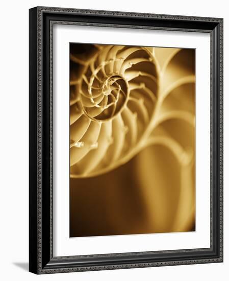 Shells 5-Doug Chinnery-Framed Photographic Print