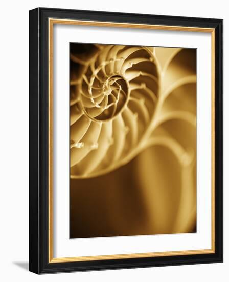 Shells 5-Doug Chinnery-Framed Photographic Print