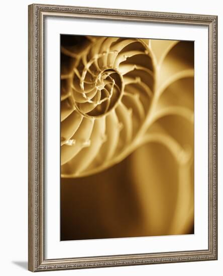 Shells 5-Doug Chinnery-Framed Photographic Print