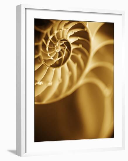 Shells 5-Doug Chinnery-Framed Photographic Print