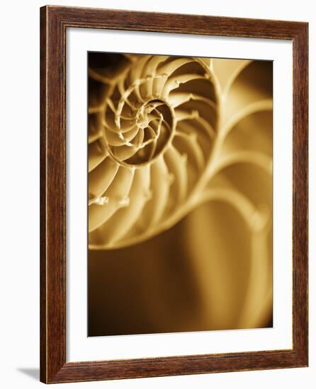 Shells 5-Doug Chinnery-Framed Photographic Print