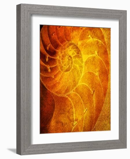 Shells 6-Doug Chinnery-Framed Photographic Print