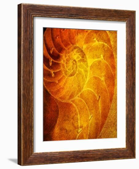 Shells 6-Doug Chinnery-Framed Photographic Print