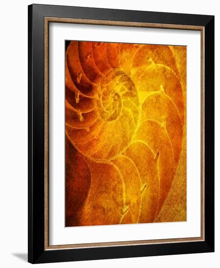 Shells 6-Doug Chinnery-Framed Photographic Print