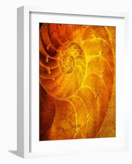 Shells 6-Doug Chinnery-Framed Photographic Print