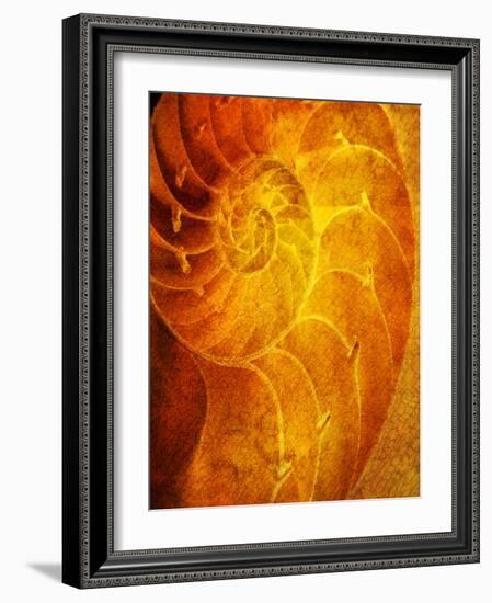 Shells 6-Doug Chinnery-Framed Photographic Print