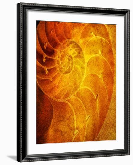 Shells 6-Doug Chinnery-Framed Photographic Print