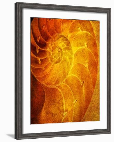 Shells 6-Doug Chinnery-Framed Photographic Print