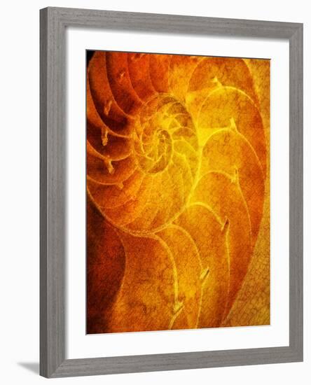 Shells 6-Doug Chinnery-Framed Photographic Print