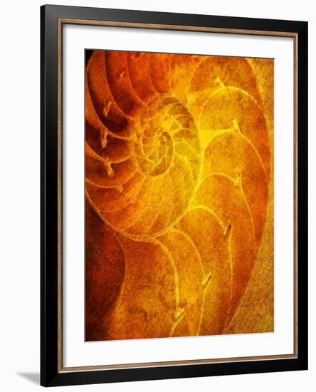 Shells 6-Doug Chinnery-Framed Photographic Print