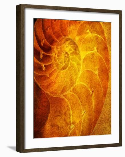 Shells 6-Doug Chinnery-Framed Photographic Print