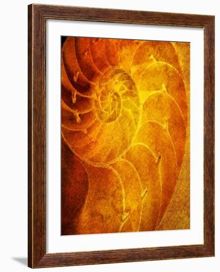 Shells 6-Doug Chinnery-Framed Photographic Print