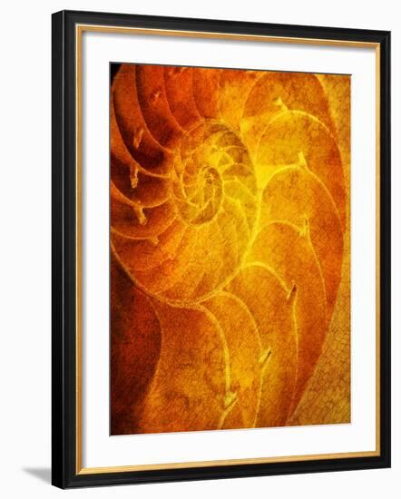 Shells 6-Doug Chinnery-Framed Photographic Print