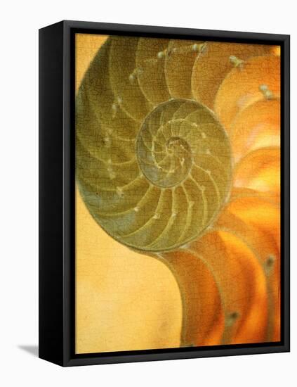 Shells 7-Doug Chinnery-Framed Premier Image Canvas