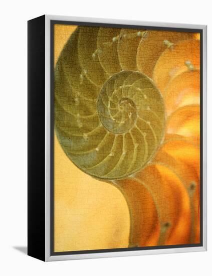 Shells 7-Doug Chinnery-Framed Premier Image Canvas