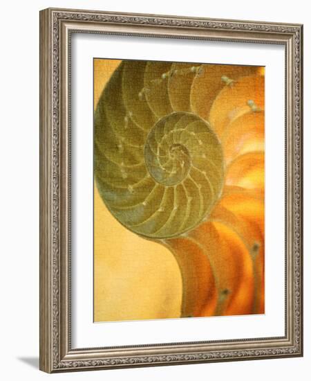 Shells 7-Doug Chinnery-Framed Photographic Print