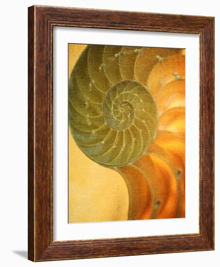 Shells 7-Doug Chinnery-Framed Photographic Print