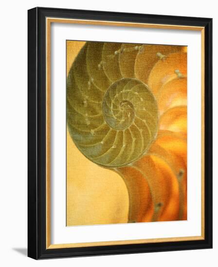 Shells 7-Doug Chinnery-Framed Photographic Print