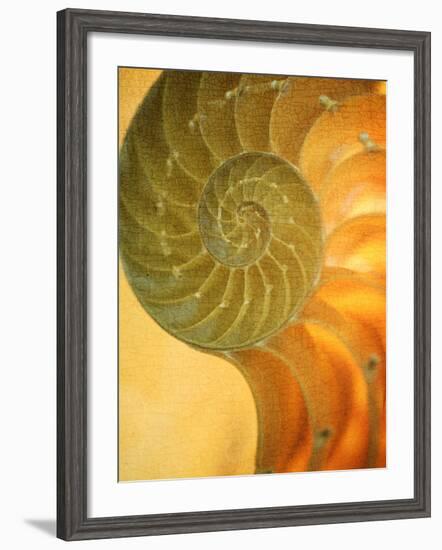 Shells 7-Doug Chinnery-Framed Photographic Print