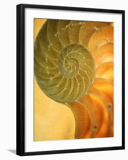 Shells 7-Doug Chinnery-Framed Photographic Print